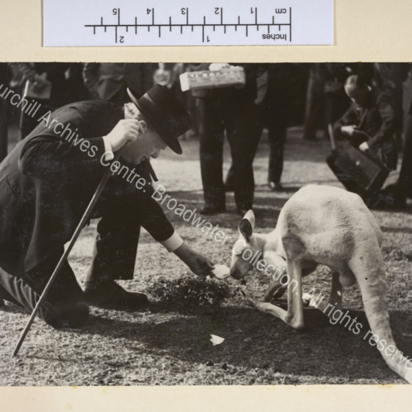Photo shows WSC kneeling down to feed an albino kangaroo ["Digger" a gift from the Australian Stockbreeders' Association]. WSC is wearing a suit and hat and has a cigar in his mouth.