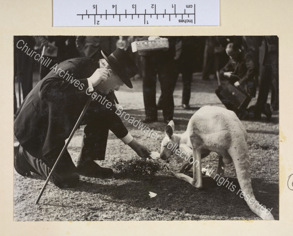 Photo shows WSC kneeling down to feed an albino kangaroo ["Digger" a gift from the Australian Stockbreeders' Association]. WSC is wearing a suit and hat and has a cigar in his mouth.