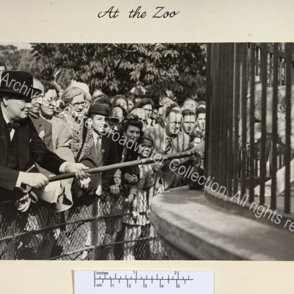 Photo shows WSC leaning forward holding a stick through the bars of a cage to feed a lion ["Rota"]. WSC is wearing a suit and hat and has a cigar in his mouth.