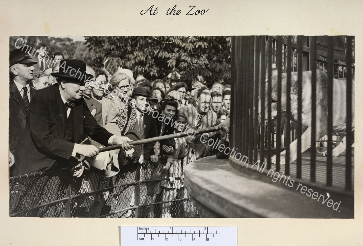 Photo shows WSC leaning forward holding a stick through the bars of a cage to feed a lion ["Rota"]. WSC is wearing a suit and hat and has a cigar in his mouth.