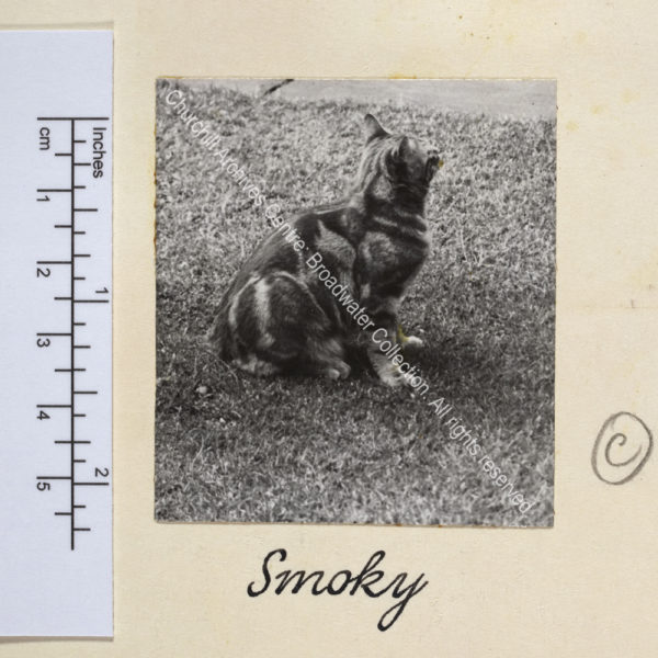Photograph of a tabby cat.