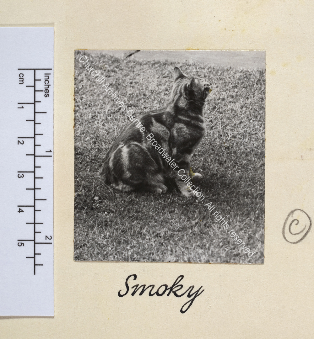 Photograph of a tabby cat.