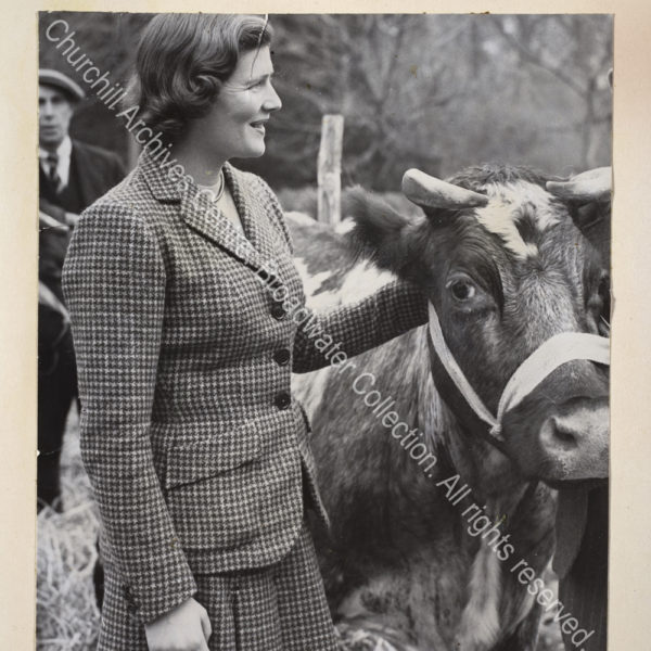 Exterior photo showing Mary Soames [earlier Mary Churchill] wearing a tweed jacket and skirt next to a cow.