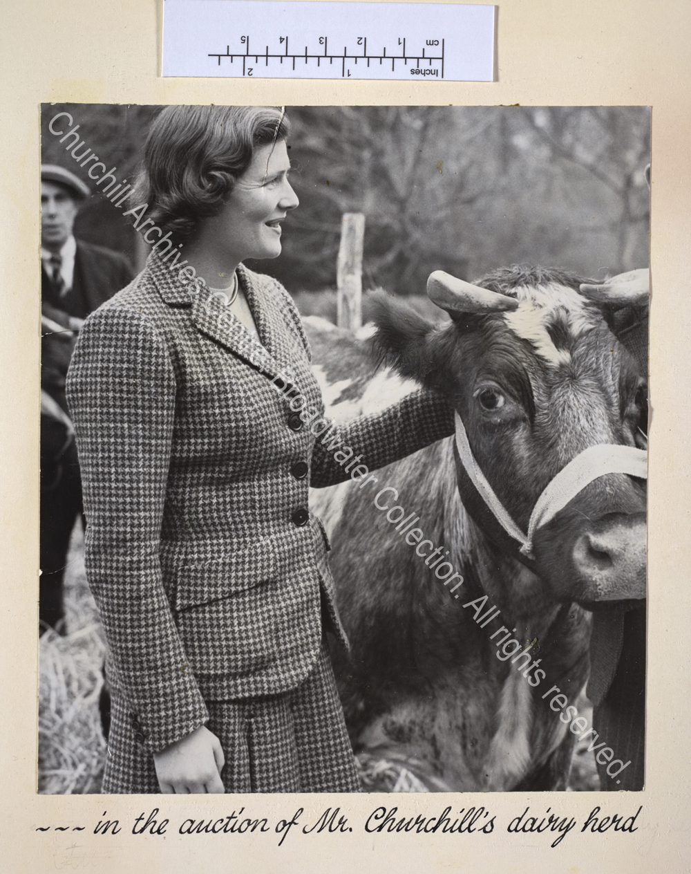 Exterior photo showing Mary Soames [earlier Mary Churchill] wearing a tweed jacket and skirt next to a cow.