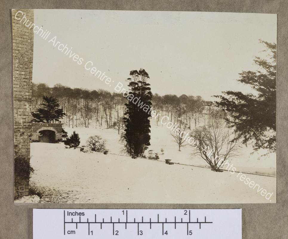Photograph of trees among the snow